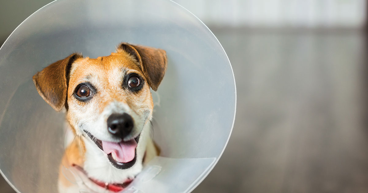 Featured image for post: The Basics Of Spaying And Neutering Your Pet