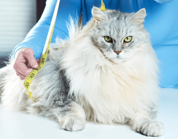 Featured image for post: How Do I Know if My Pet is Overweight?