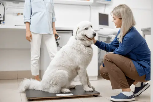 overweight-dog-at-vet