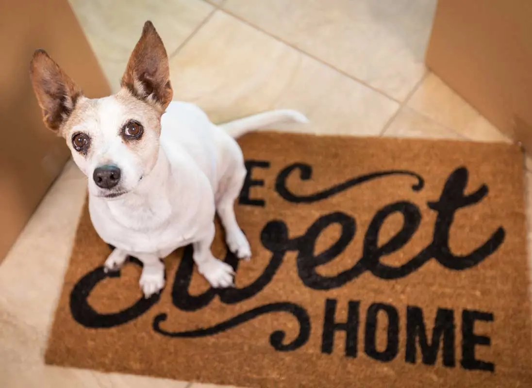 Featured image for post: 5 Tips for a First Time Pet Owner
