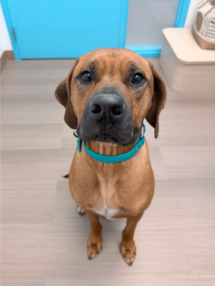 photo of Bodhi