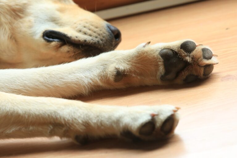 My Dog Broke Its Dewclaw