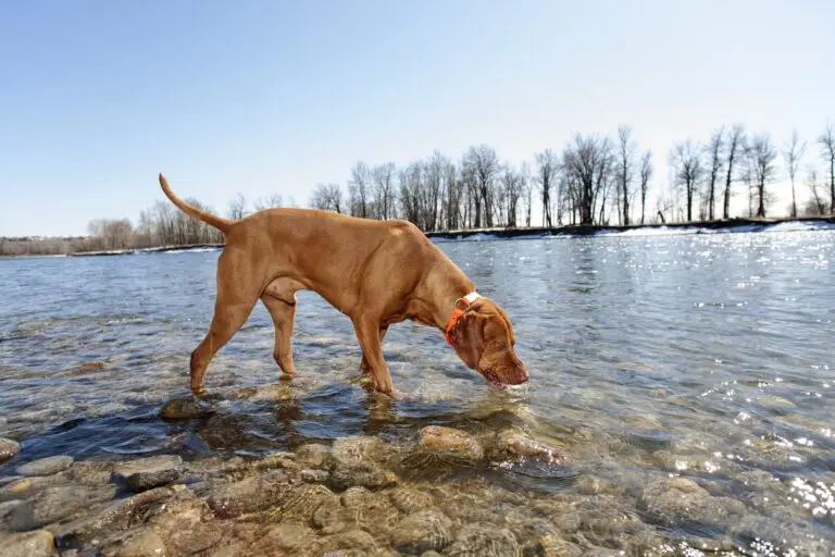 What is Giardia?