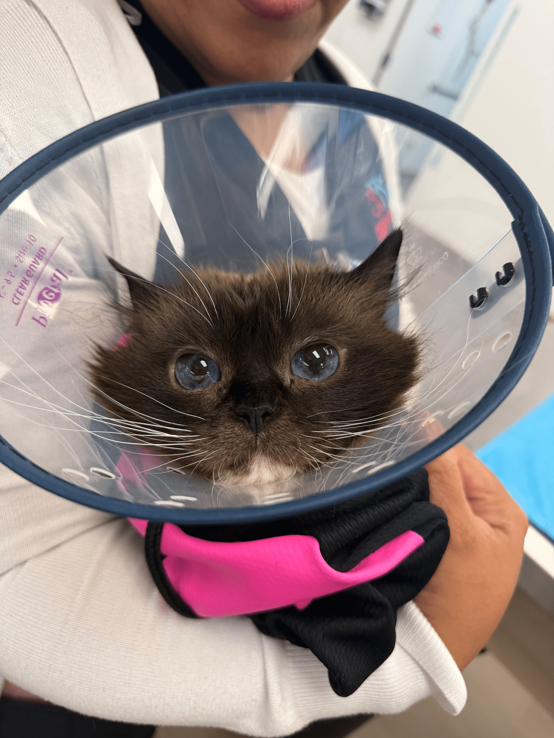photo of Dumplin