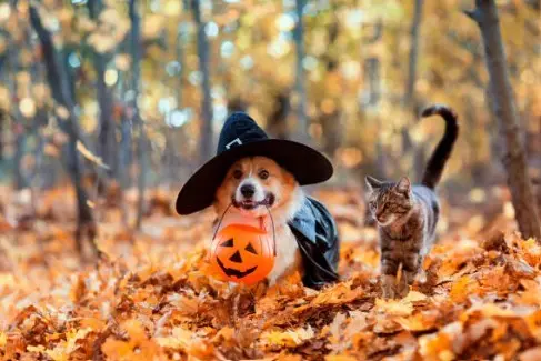 Featured image for post: Trick, Treat, or Trouble? Halloween Safety for Pets