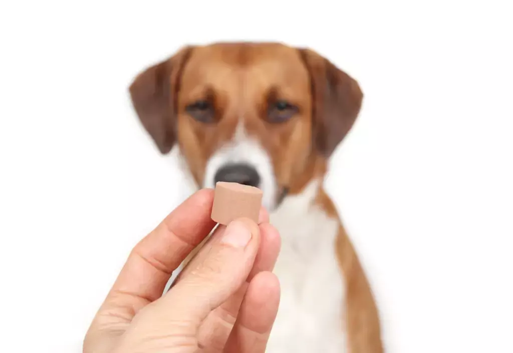 Dog dewormer in hand in front of defocused dog.