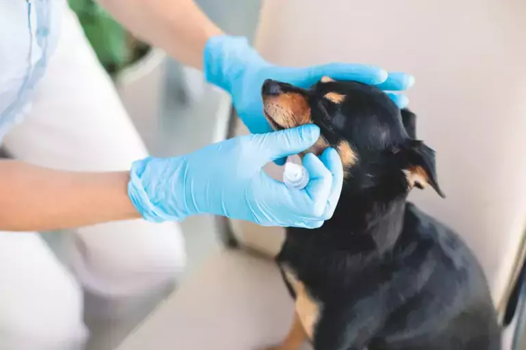 Conjunctivitis in Dogs Eye Infection Treatment (1)