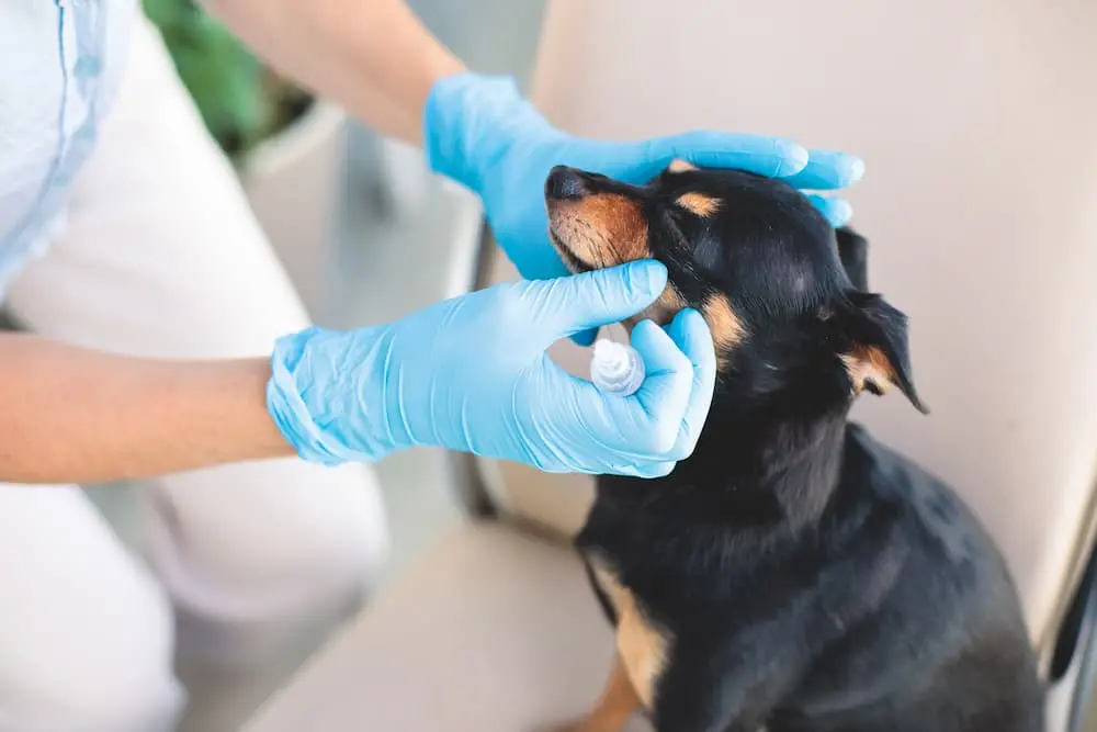 Featured image for post: Conjunctivitis in Dogs – Dog Eye Infections