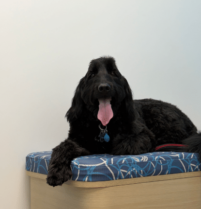 photo of Winston