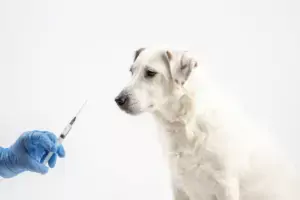 A white dog and a gloved hand with a syringe on a light background. The concept of treatment, vaccination.
