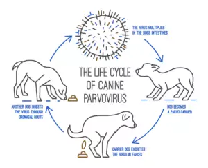 The life cycle of parvovirus in dogs. Canine gastrointestinal disease.
