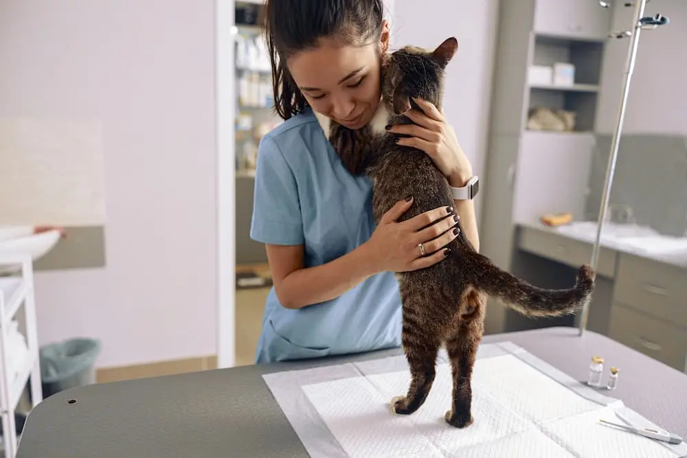 Urinary Tract Infections UTIs in Cats