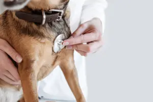 Doctor Hearing a Dog Heart Beat