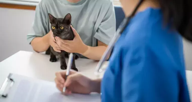Signs of Illness in Cats