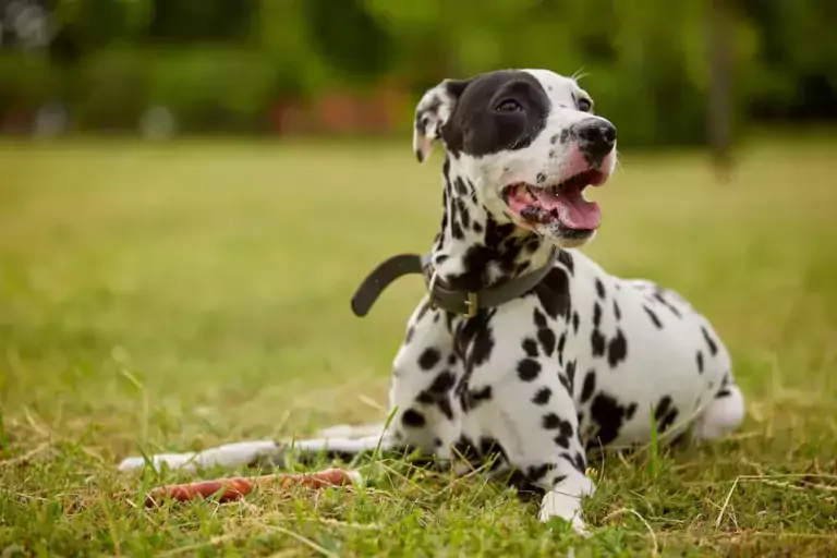 hot spots on dogs urgentvet.com (1)