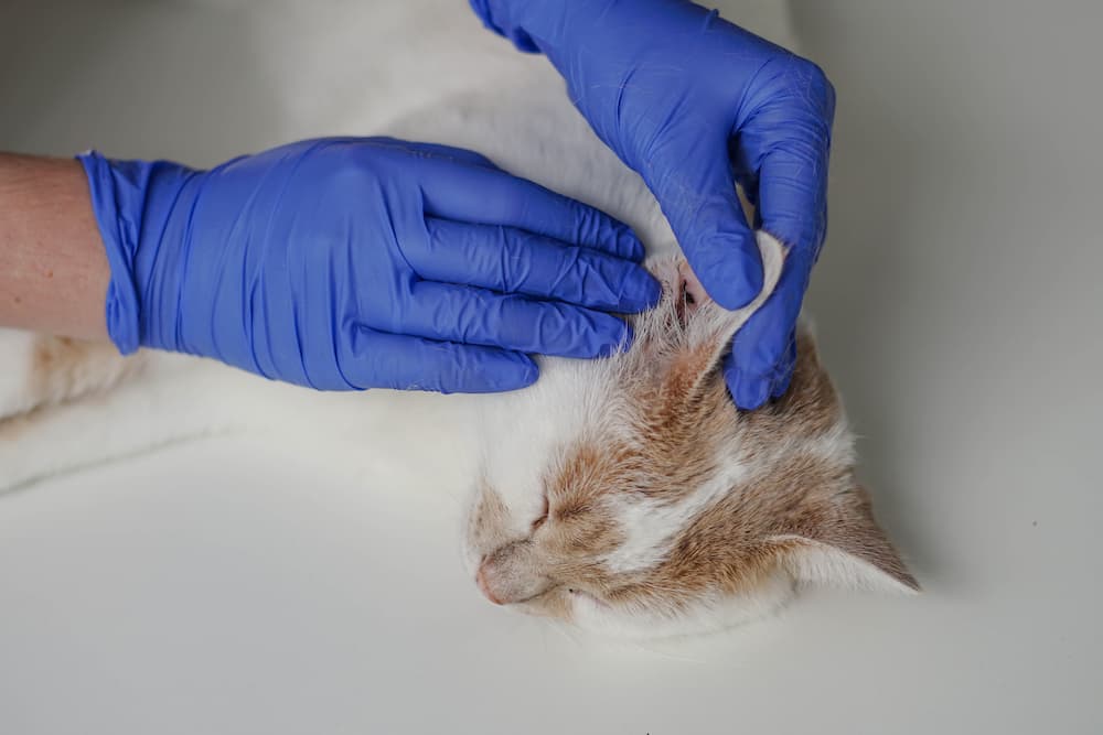 Featured image for post: Ear Infections in Cats