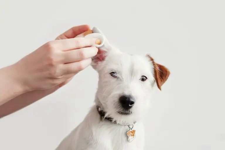 Ear Infections in Dogs Otitis Externa (1)