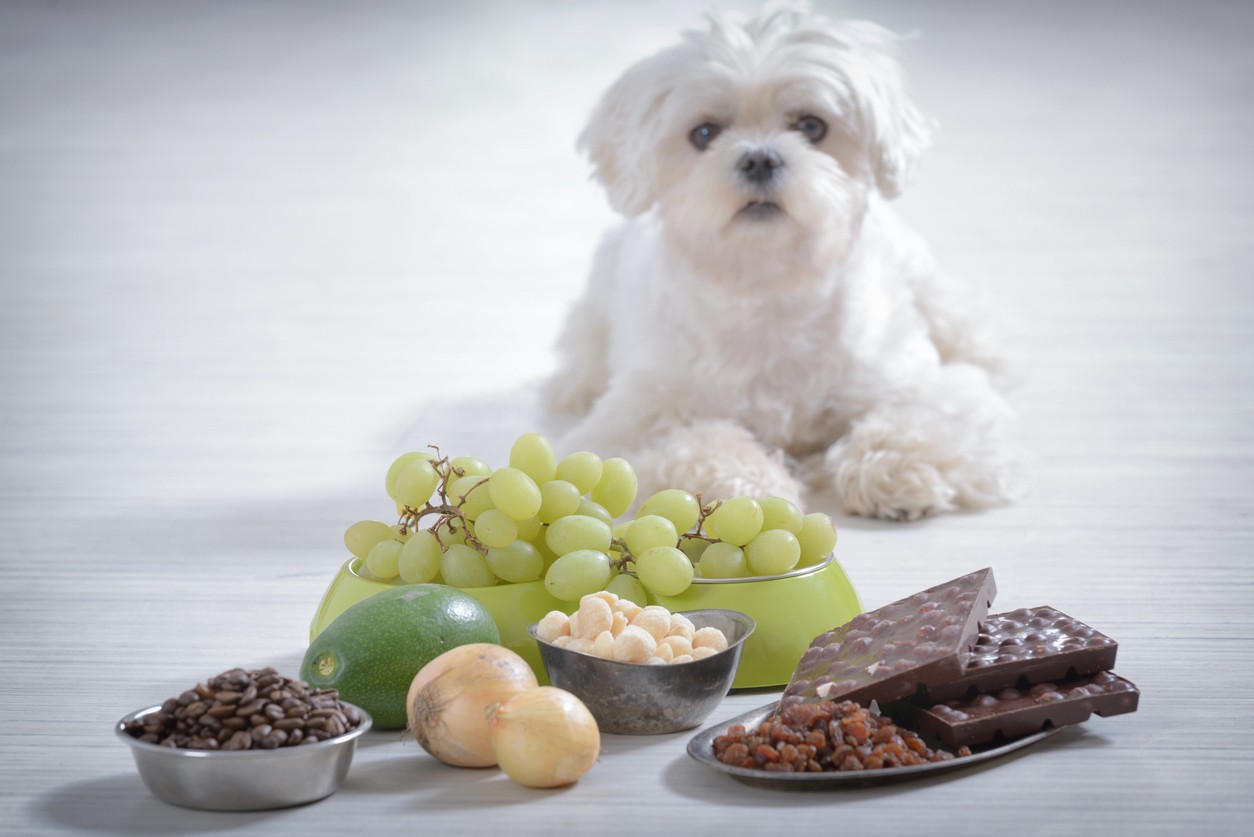 Featured image for post: Top 7 Most Dangerous Items Pets Eat