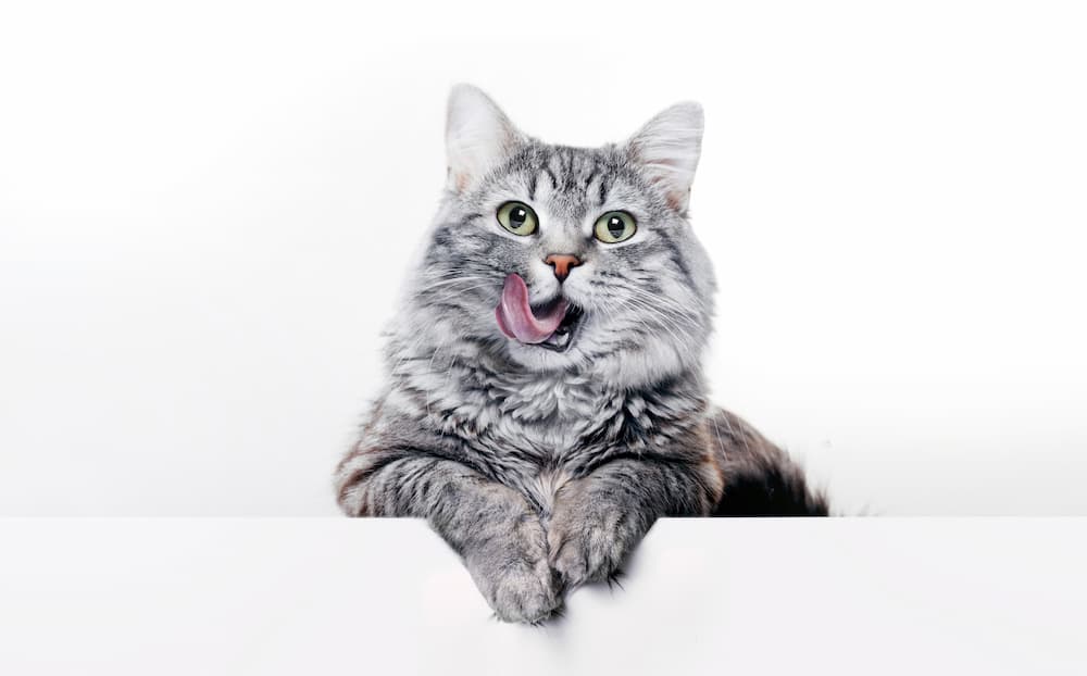 coughing in cats causes treatment urgentvet.com (1)