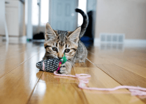 pet eating string