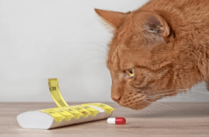 pets eating human medications