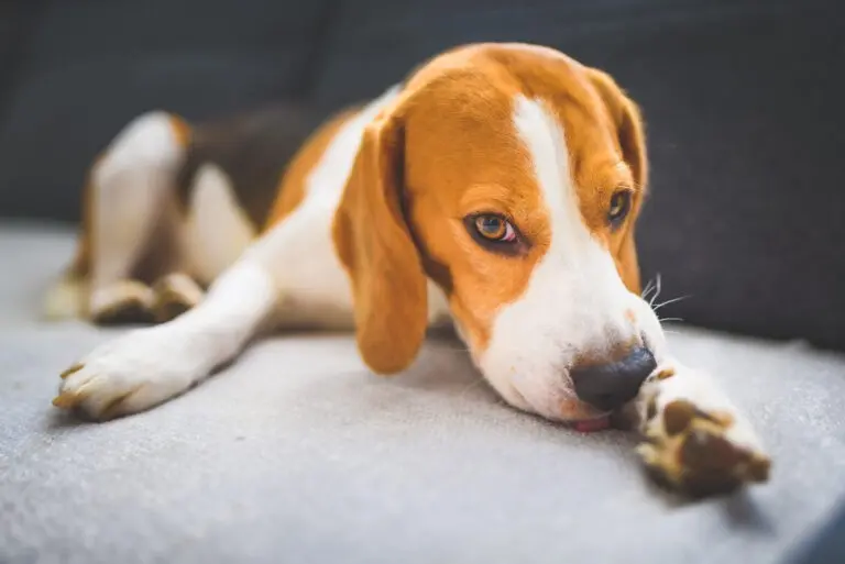 Beagle dog biting his itching skin on legs. Skin problem allergy reaction or stress reaction.