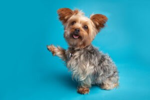 Begging Yorkie Looking at Camera