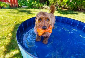 Miniature golden doodle in small splash pool to beat the summer heat