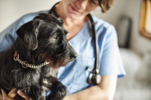 Female veterinarian holding a little dog in her arms