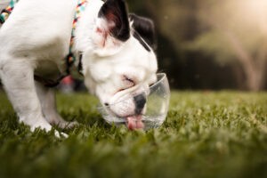 Dog drinking water