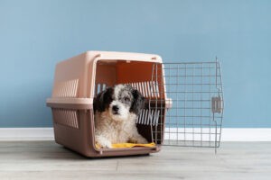 Disaster Prep for pets