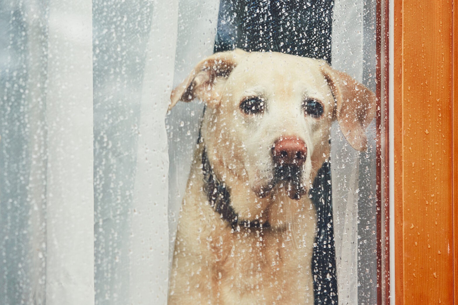 Featured image for post: Paws and Prepare: Creating a Pet-Friendly Disaster Plan