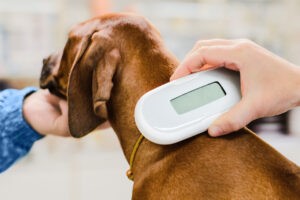 Vet checking chip implant on puppy dog, device close up