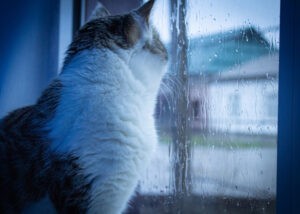 A cat looks out the window on a rainy day, soft focus photo