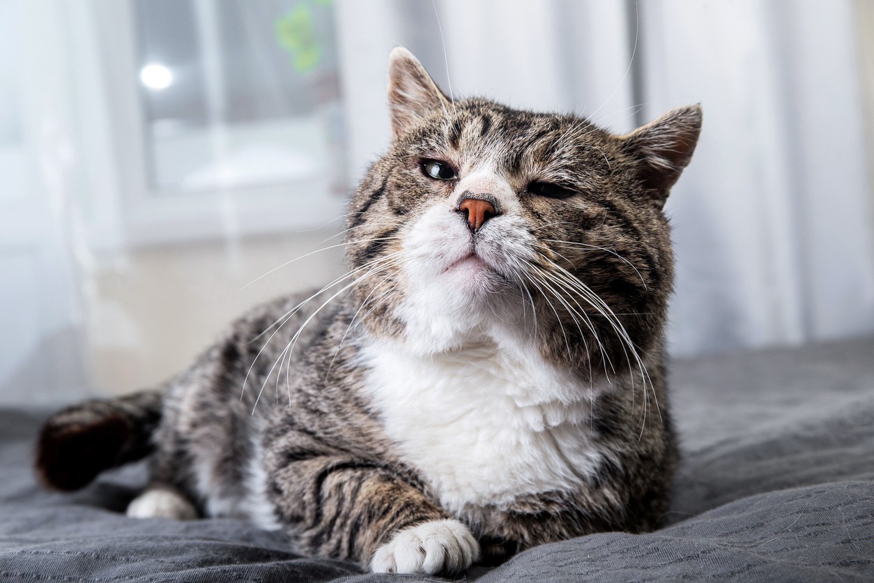 Featured image for post: Allergies in Cats: Types, Signs, Causes and Treatment