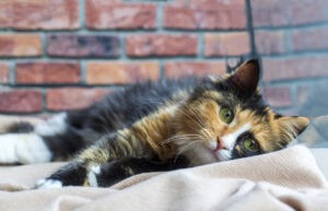 Long haired kitten calico type cat.