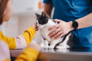 Cute Little Cat Being Examined at the Vet’s Office