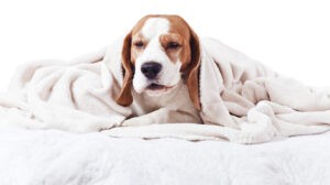 dog under a blanket on white