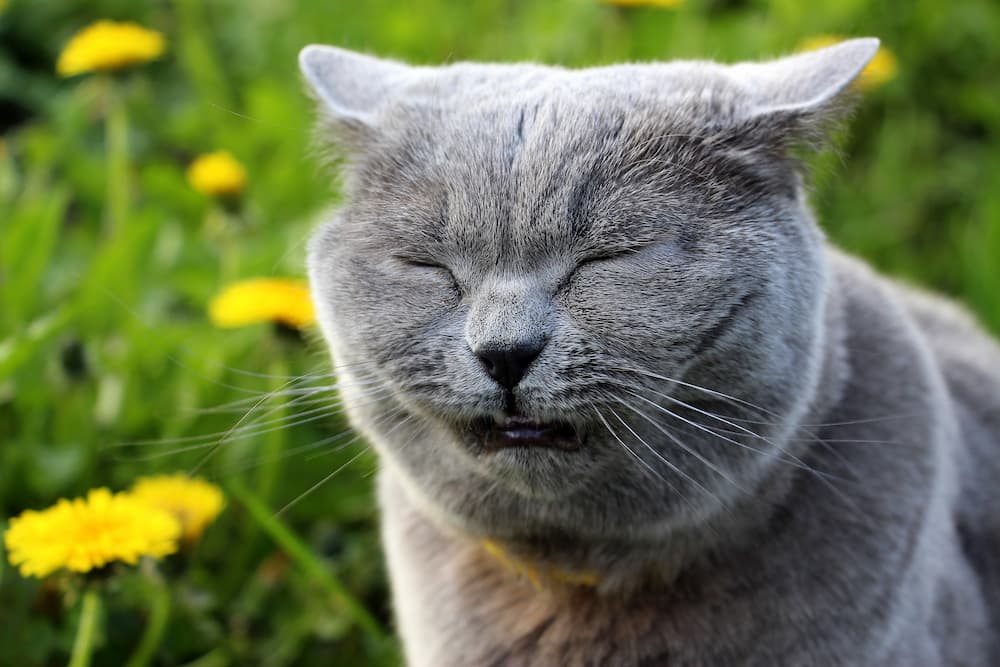 Allergies in Cats urgentvet.com (1)