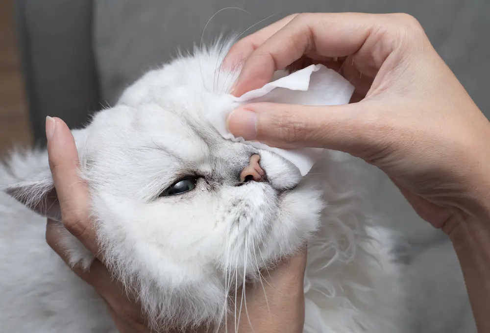 Featured image for post: Conjunctivitis in Cats (Cat Eye Infections)