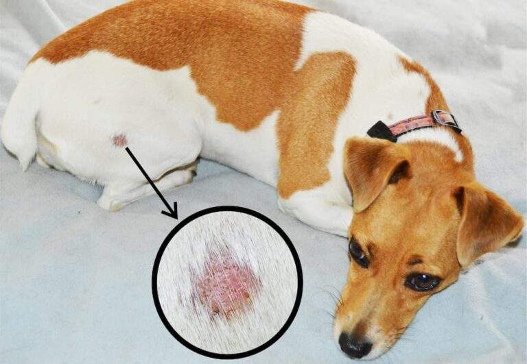 ringworm in dogs signs symptoms treatment urgentvet