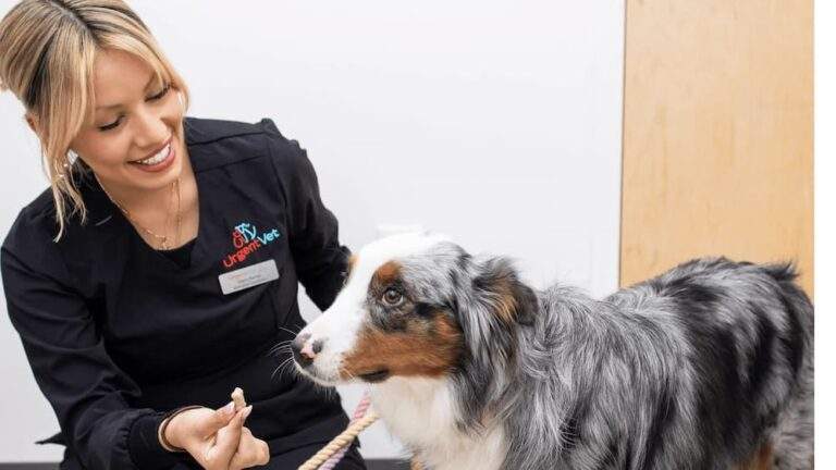 Signs of Pet Health Issues Owners Should Never Ignore Common Pet Illness Symptoms