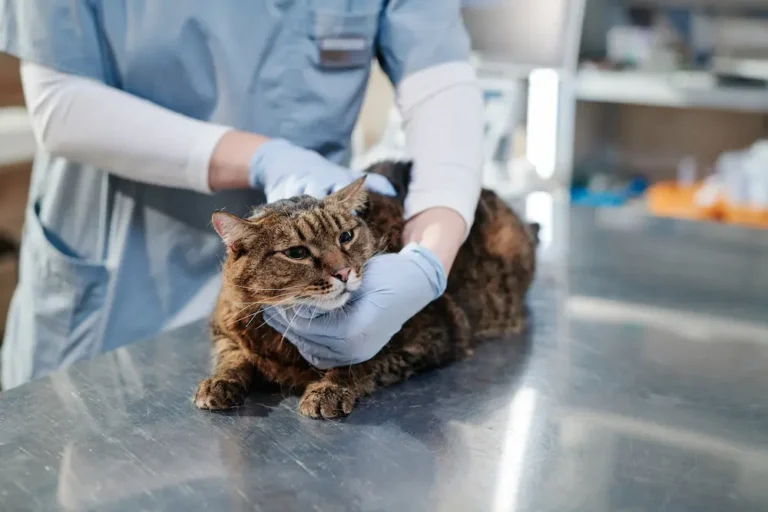 Cat Abscesses Causes Symptoms and How to Treat abscesses in cats urgentvet.com