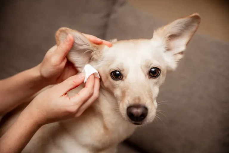 ear mites in dogs causes treatment prevention urgentvet
