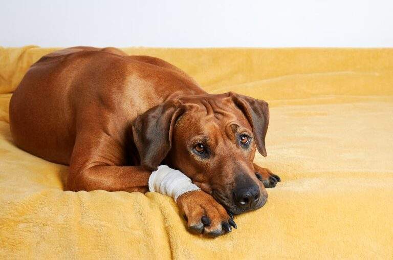 Dog Abscesses Causes Symptoms How You Treat Them (1)