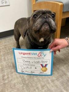 frenchie heat safety with Brachycephalic obstructive airway syndrome