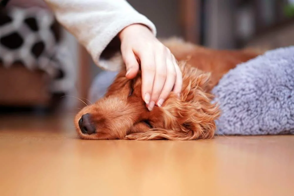 Featured image for post: How to Tell If Your Dog is Sick: Common Signs & Symptoms