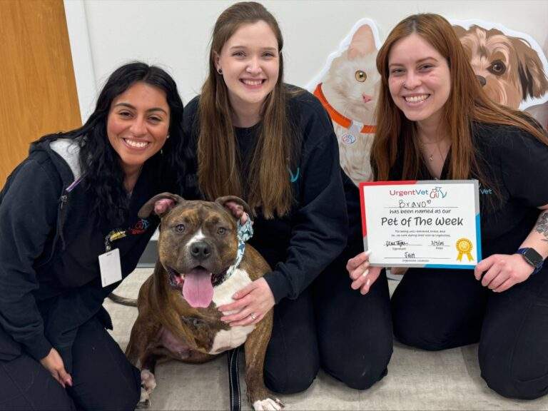 urgentvet clinic team with dog after providing effective treatment with help from veterinary diagnostic testing