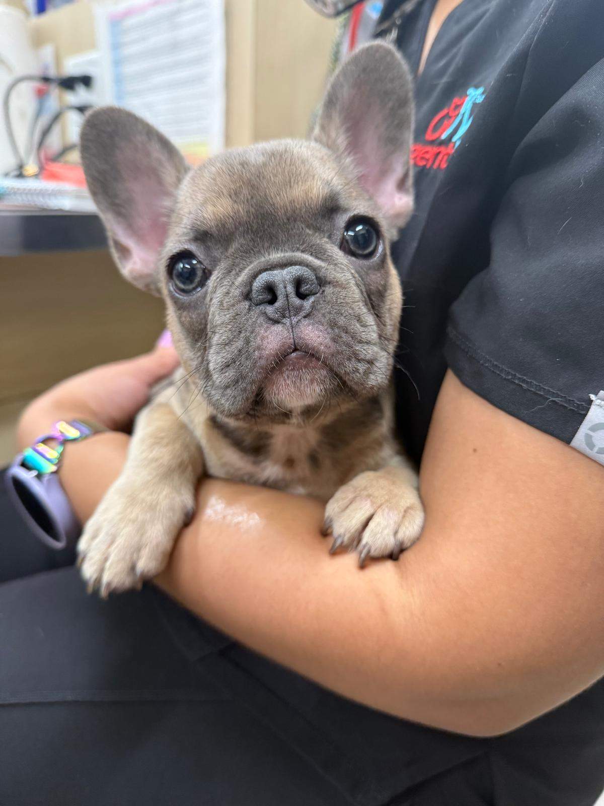 Featured image for post: French Bulldogs Heat & Overheating: What to Know Before Walking Frenchies