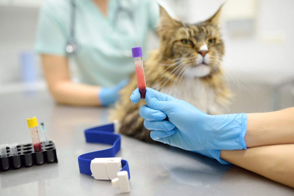 Two professional veterinarians take a blood for test of cat of the breed Maine Coon in veterinary clinic. Health of pet. Care of animal. Pet checkup, tests and vaccination in vet office.
